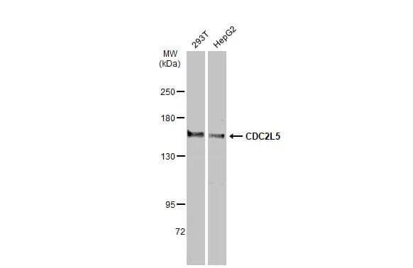 CDC2L5 Antibody - BSA Free