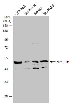 Njmu-R1 Antibody