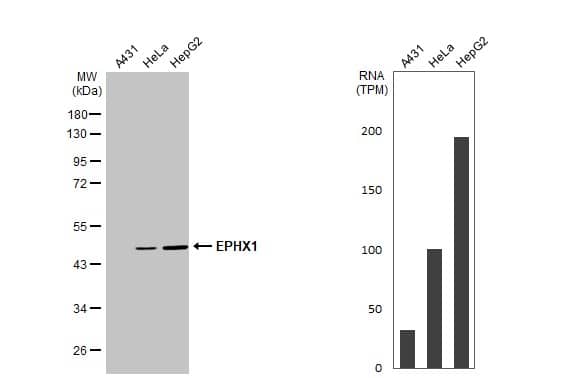 EPHX1 Antibody - BSA Free