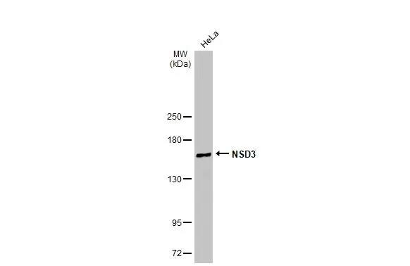 NSD3 Antibody