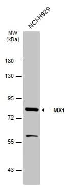 MxA/Mx1 Antibody