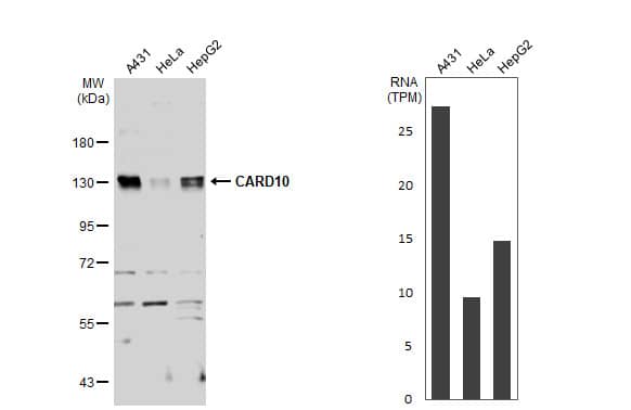 CARD10 Antibody