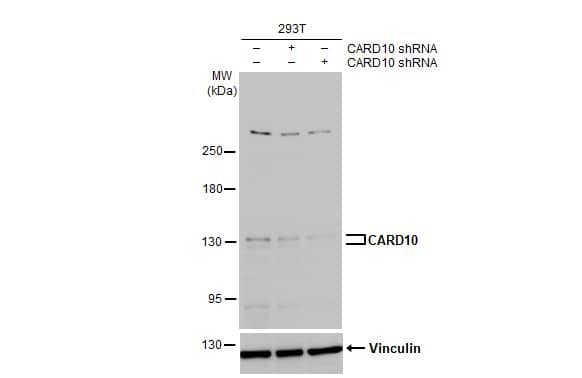 CARD10 Antibody