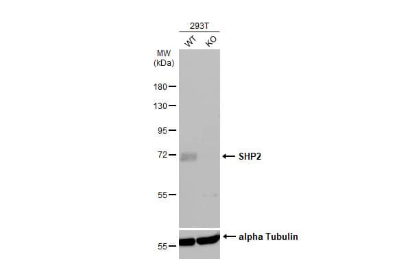 SHP-2/PTPN11 Antibody