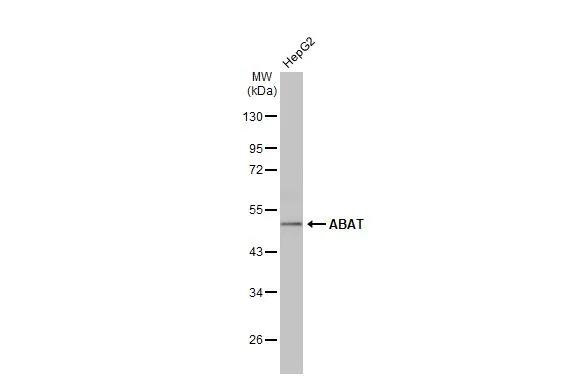 ABAT Antibody