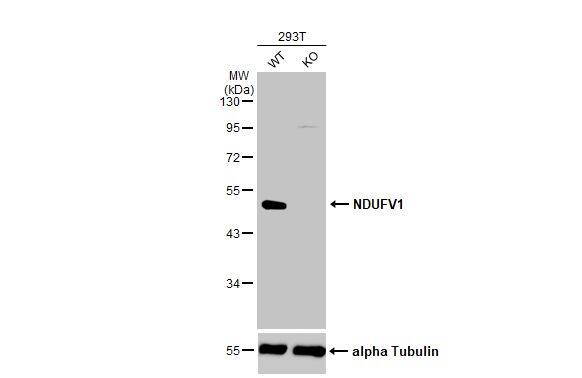 NDUFV1 Antibody