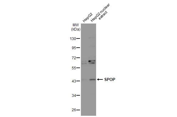 SPOP Antibody