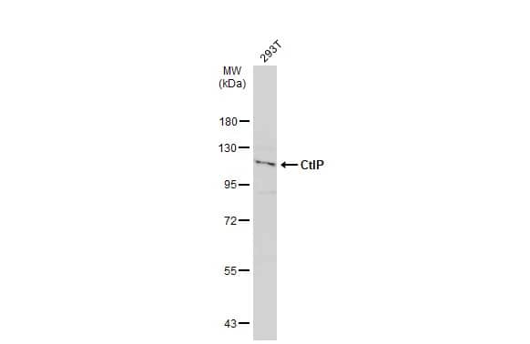 CtIP Antibody