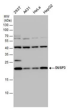VHR/DUSP3 Antibody