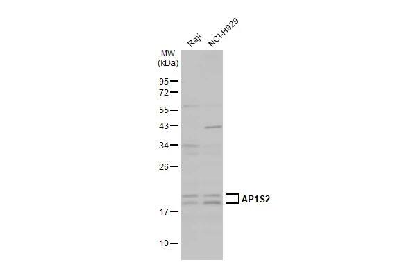 AP1S2 Antibody