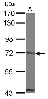 MCM4 Antibody