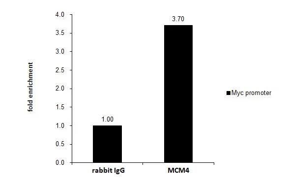 MCM4 Antibody