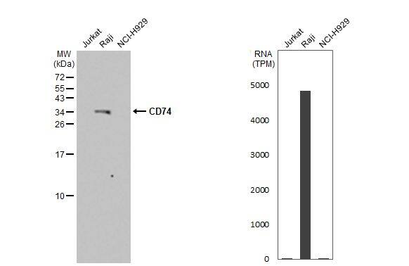 CD74 Antibody - Azide Free