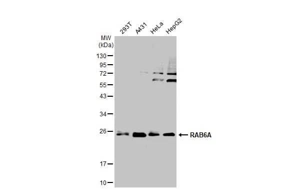 RAB6A Antibody