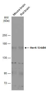 ErbB4/Her4 Antibody