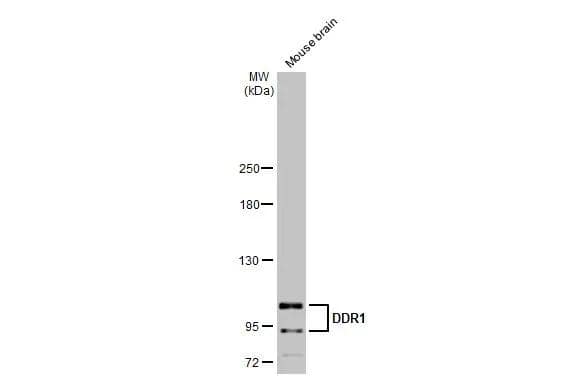 DDR1 Antibody - BSA Free