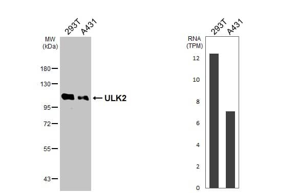 ULK2 Antibody - BSA Free