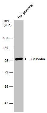 Gelsolin/GSN Antibody - BSA Free
