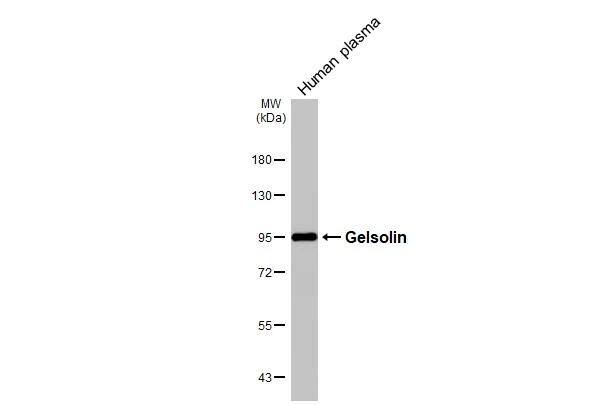 Gelsolin/GSN Antibody - BSA Free
