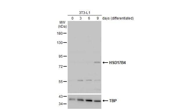 HSD17B4 Antibody - BSA Free