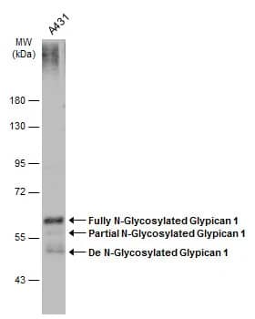 Glypican 1 Antibody