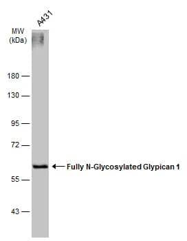 Glypican 1 Antibody