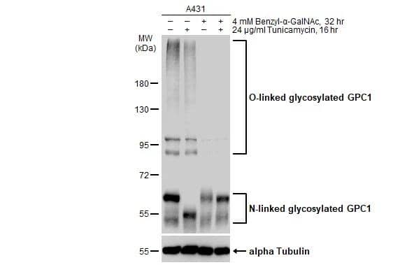 Glypican 1 Antibody