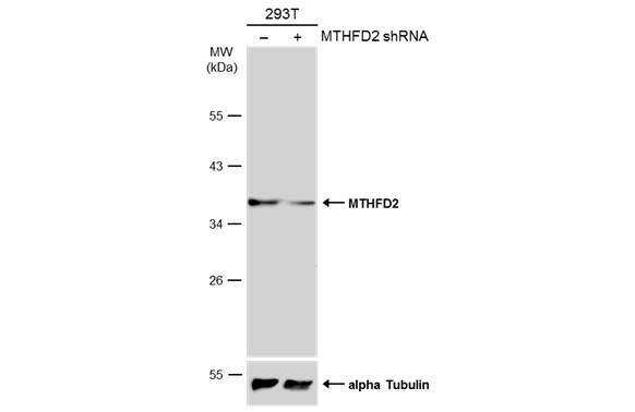 MTHFD2 Antibody