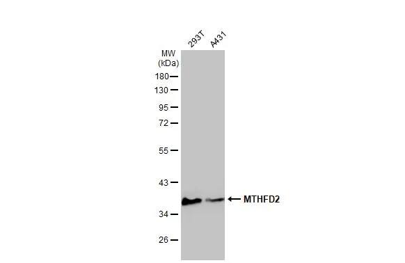 MTHFD2 Antibody