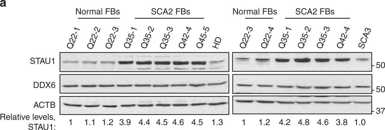 Staufen Antibody