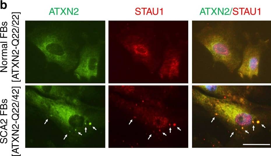 Staufen Antibody