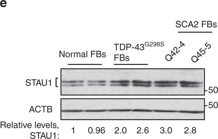 Staufen Antibody