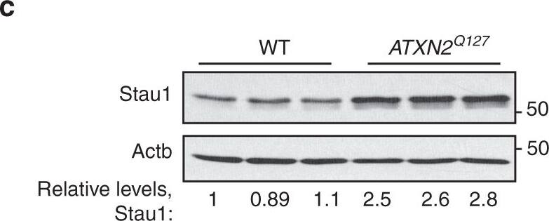 Staufen Antibody