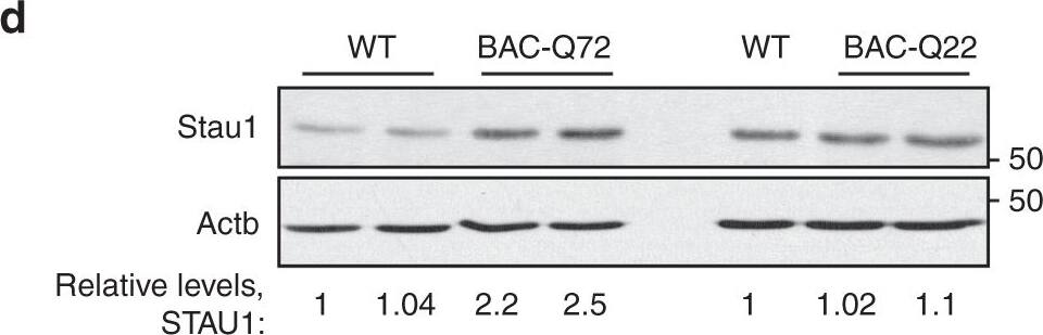 Staufen Antibody
