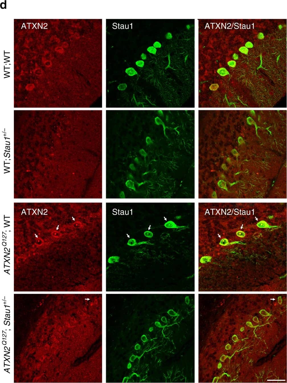 Staufen Antibody