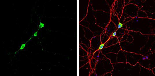 Staufen Antibody - BSA Free
