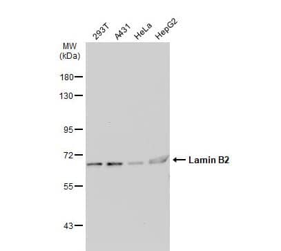 Lamin B2 Antibody Lamin B2 Antibody
