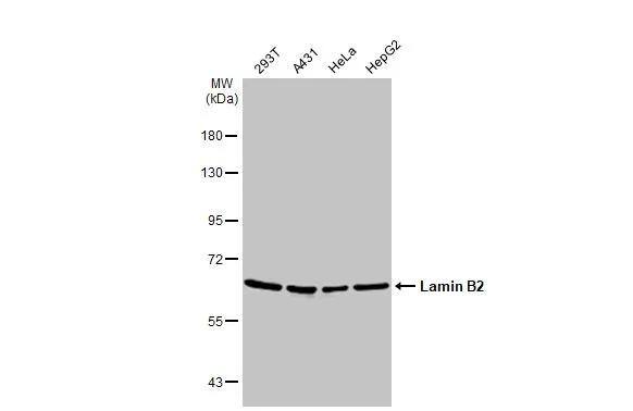 Lamin B2 Antibody - BSA Free