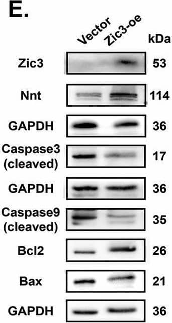 ZIC3 Antibody - BSA Free