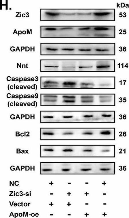 ZIC3 Antibody - BSA Free