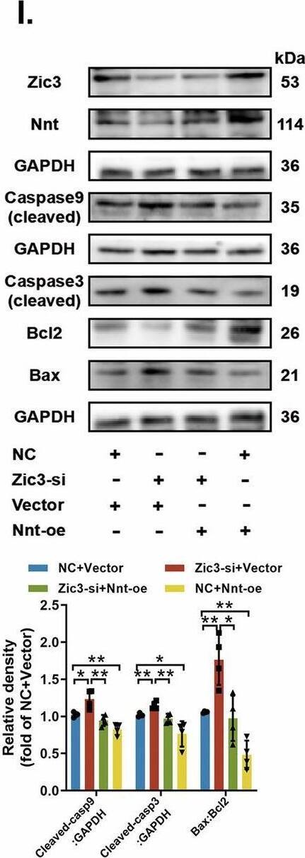 ZIC3 Antibody - BSA Free