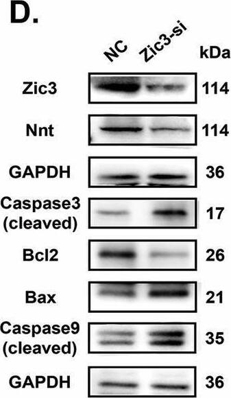 ZIC3 Antibody - BSA Free