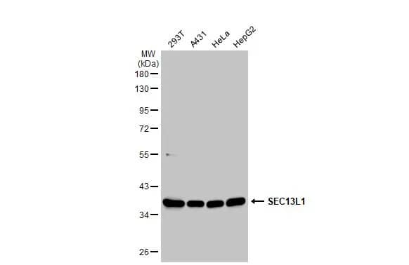 SEC13 Antibody