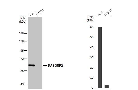 RASGRP2 Antibody