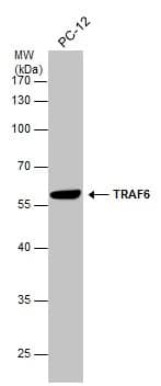 TRAF-6 Antibody