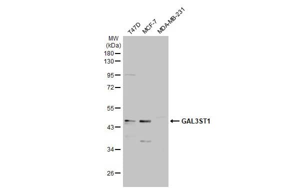 GAL3ST1 Antibody