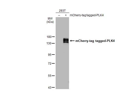 PLK4 Antibody