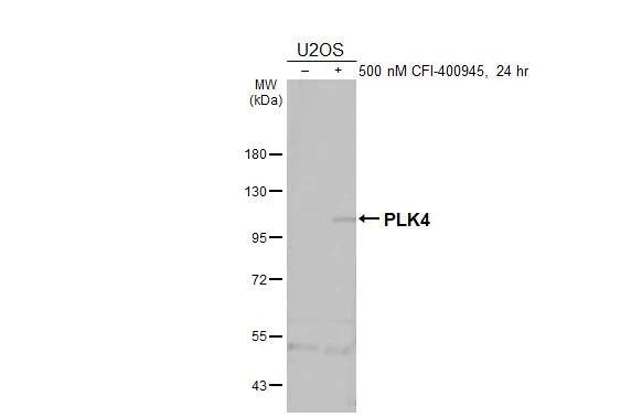 PLK4 Antibody
