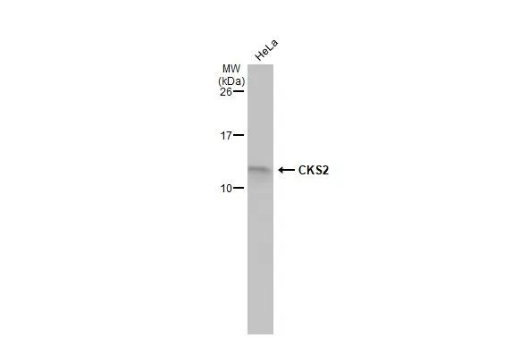CKS2 Antibody - BSA Free