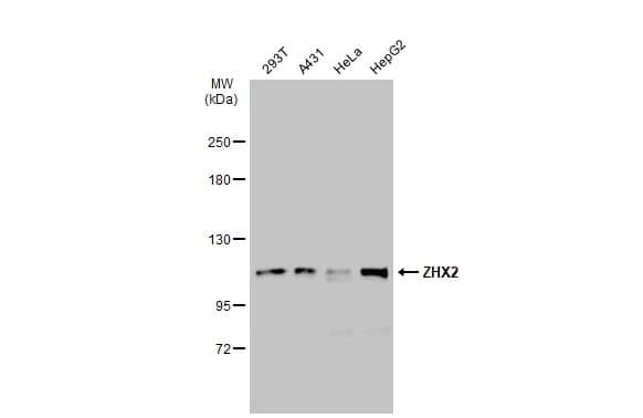 ZHX2 Antibody